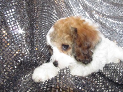 Female cavachon Puppy #36|Christmas puppies|Cavachon Breeders|Credit cards accepted|Visa and MasterCard